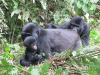 gorillatrekking_uganda7-png