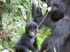 gorillatrekking_uganda6-png