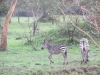 lake_mburo_zebrababy_uganda-jpg