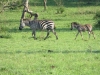 lake_mburo_zebrababy_uganda2-jpg