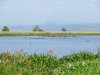 murchisonpark_hippo_uganda2-jpg